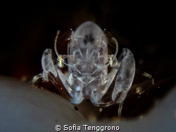 Ghost shrimp by Sofia Tenggrono 